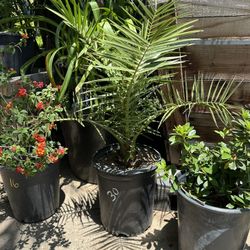 Canary Date Palm Tree