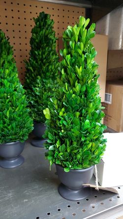 16in Boxwood trees new
