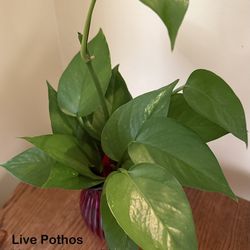 Live Pothos House Plants w/ Vase