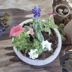 Flower Plant Bowl