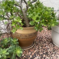 Jade Plant In Beautiful Large Ceramic Pot