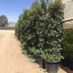 Ficus Tree 