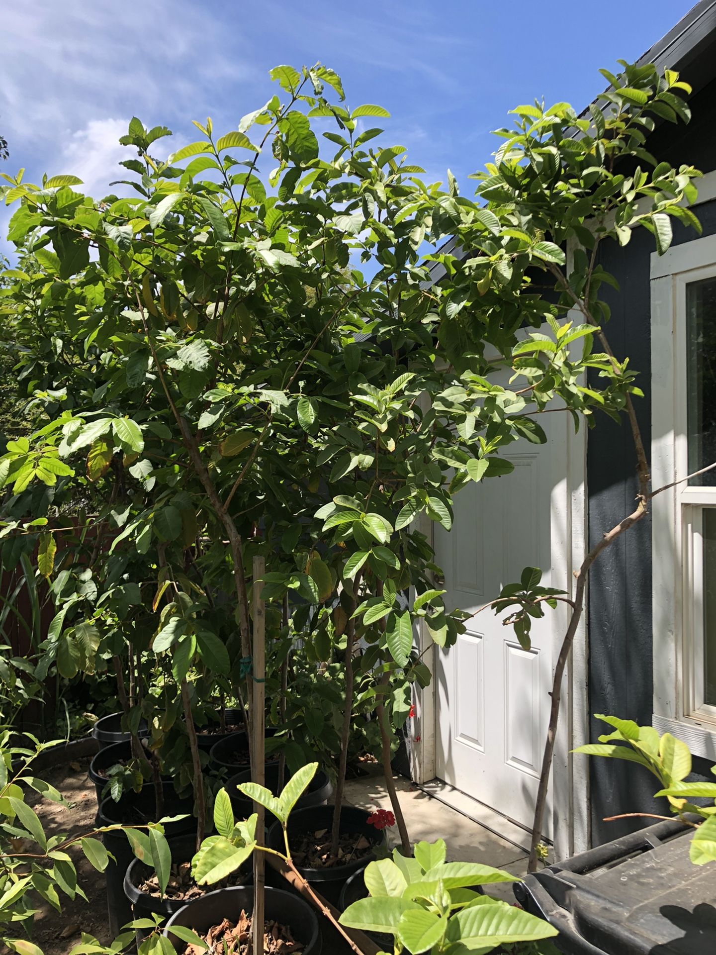 Mature pink guava trees
