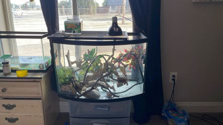 Chameleon Tank Large