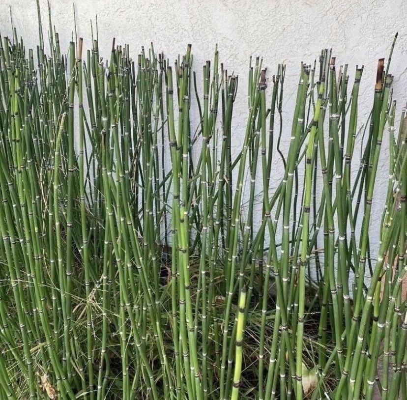 1.5 Gallon Pot- Horsetail Plant Equisetum - Mini Bamboo - About 15 Reeds Each 1.5 Gallon Pots Ranging from 12β to 40β tall. Rooted & Stablished πͺ΄