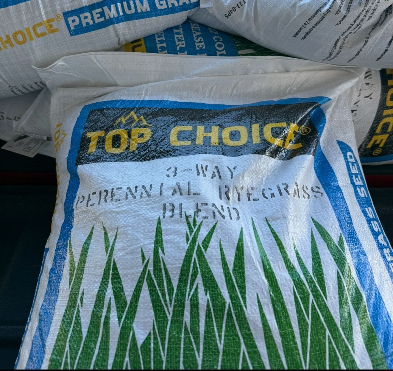 semilla pasto de invierno 