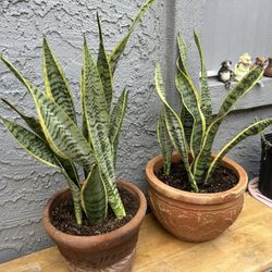 Plants For Sale 40 Each 