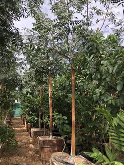 Red Push Pistache Tree  24” , Shade Tree 