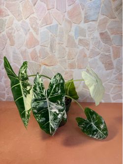 Alocasia Frydek Variegated Plant- 6inch