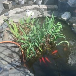Pond Plants 