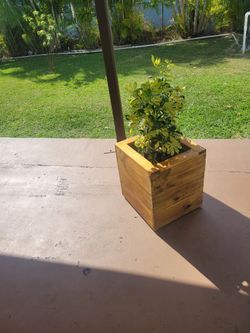 Box Planter