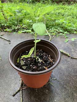 Thai holy basil pandan, mango papaya and more