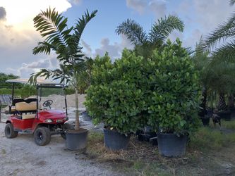 45 gallon container clusia