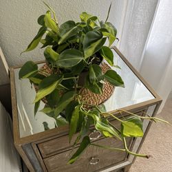 Philodendron Plant Healthy 