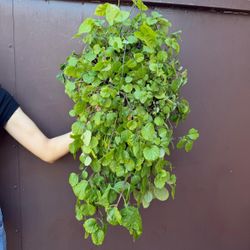 8” huge swedish ivy 