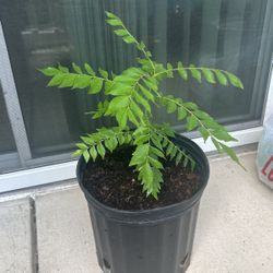 Curry Leaves Plant