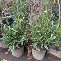 Huge 7gal Skip Laurel Bushes —