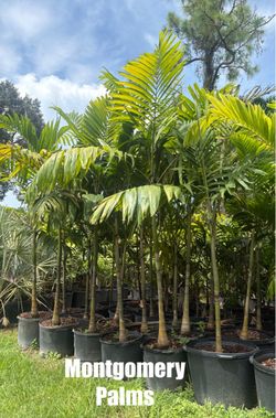 Palm Trees
