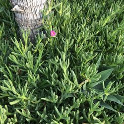 Free-Ground Cover Plant