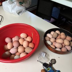 Chicken Eggs 