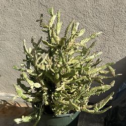 $15 Large Cactus plant