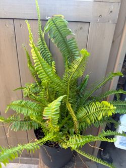 Beautiful fern plant