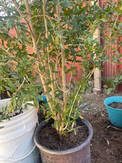 Pomegranate plant