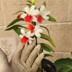 Orchid