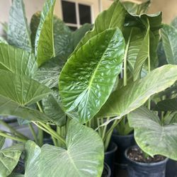 BEAUTIFUL ELEPHANT EAR PLANTS