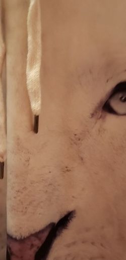 White Lion Sweatshirt