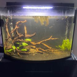 55 Gallon Bow Front Fish Tank 