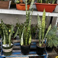 Nice Snake Plants In A One Gallon Plastic Pot 
