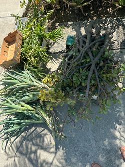 FREE Large Jade & other Succulent Plant Cuttings – Porch / Curb Pickup in San Dimas