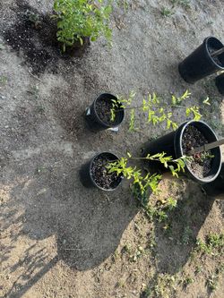 Jujubee Chinese date Tree