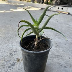 Plant Kind Of Olea Vera  