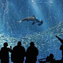[Discounted tickets for tourist attractions]  World of Coca-Cola Atlanta, GA E- Ticket $15 The USS Midway Museum  San Diego E-Ticket $30  Long Beach A
