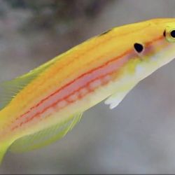 Yellow Candy Hogfish decor