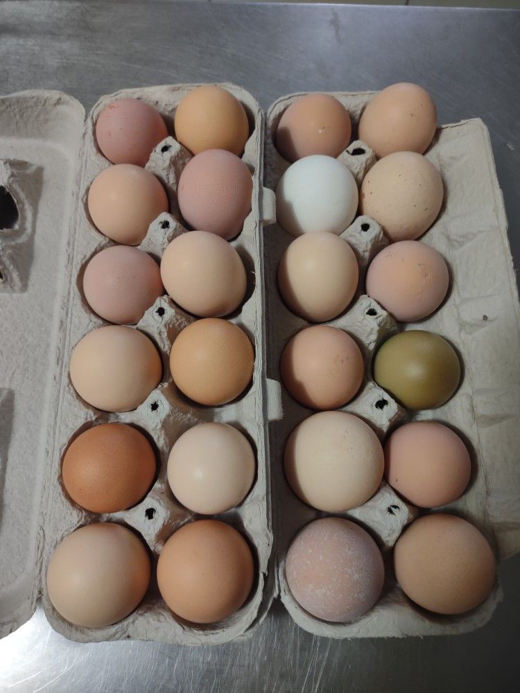 Fresh Farm Eggs