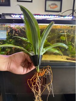 Aquarium Plant Holder