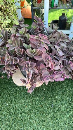 Plant