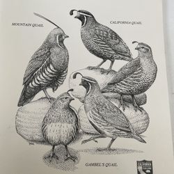 Guide To Hunting The Quail Of California 