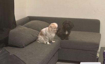 FREE dark blue sectional couch