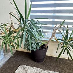 House Plants