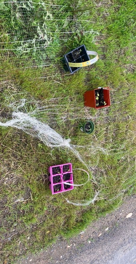 Free Vegetable Plants (babies)