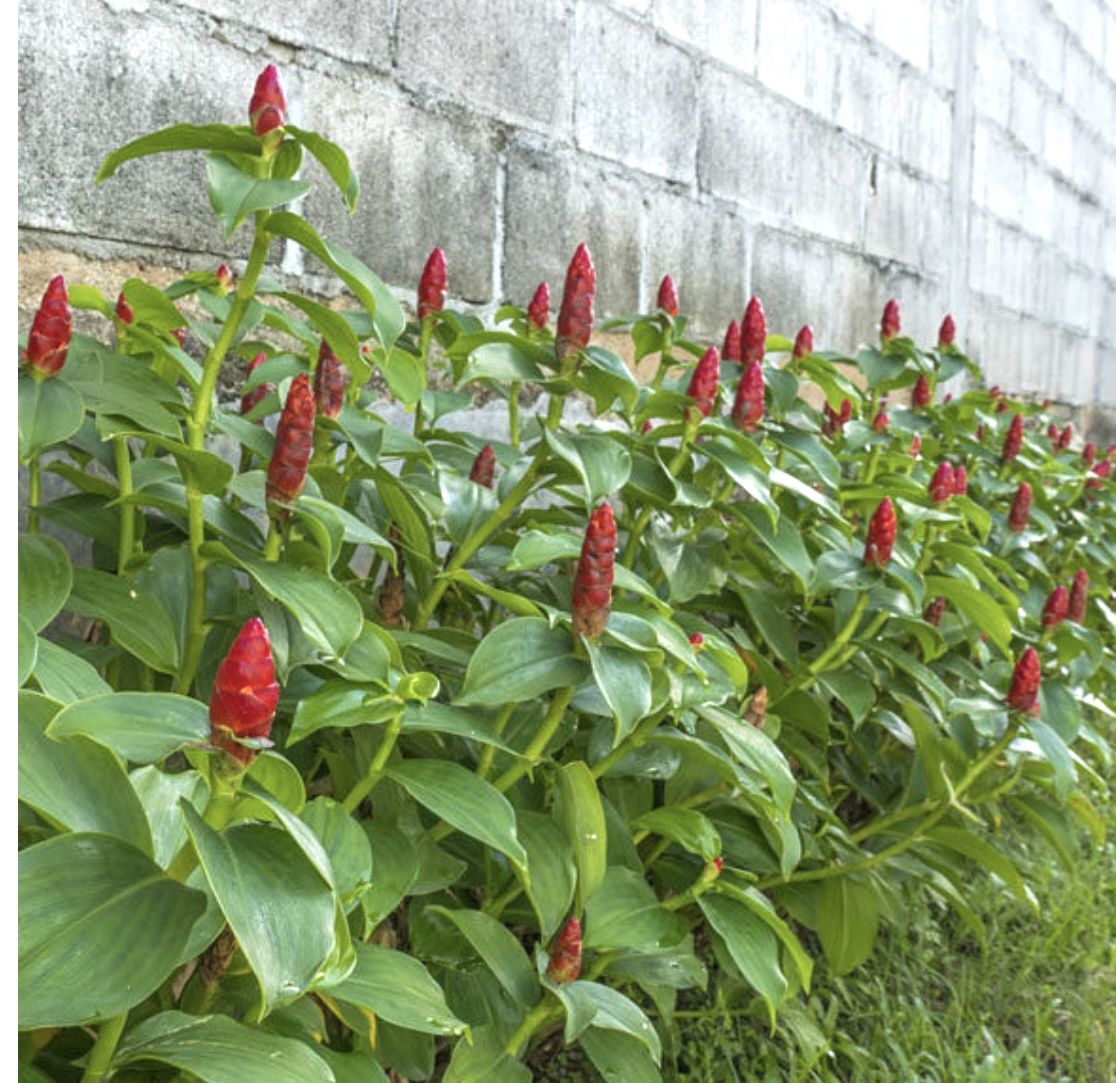 Costus Ginger Plant