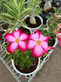 Desert Rose