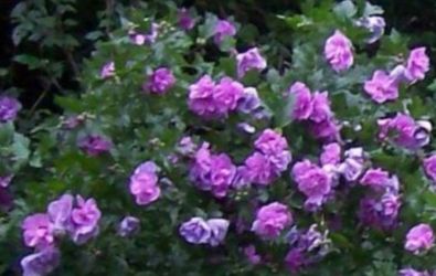 Mix Rose of Sharon plants$8-20 each pot
