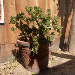 Crassula Obstacle 'Gollum' Or Shrecks Ear