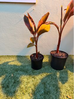 Pink variegated banana - Musa Nono 1, 3 and 5 gallon