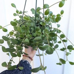 Pepperomia Hope Plant 6" Pot - Indoor House Plants 